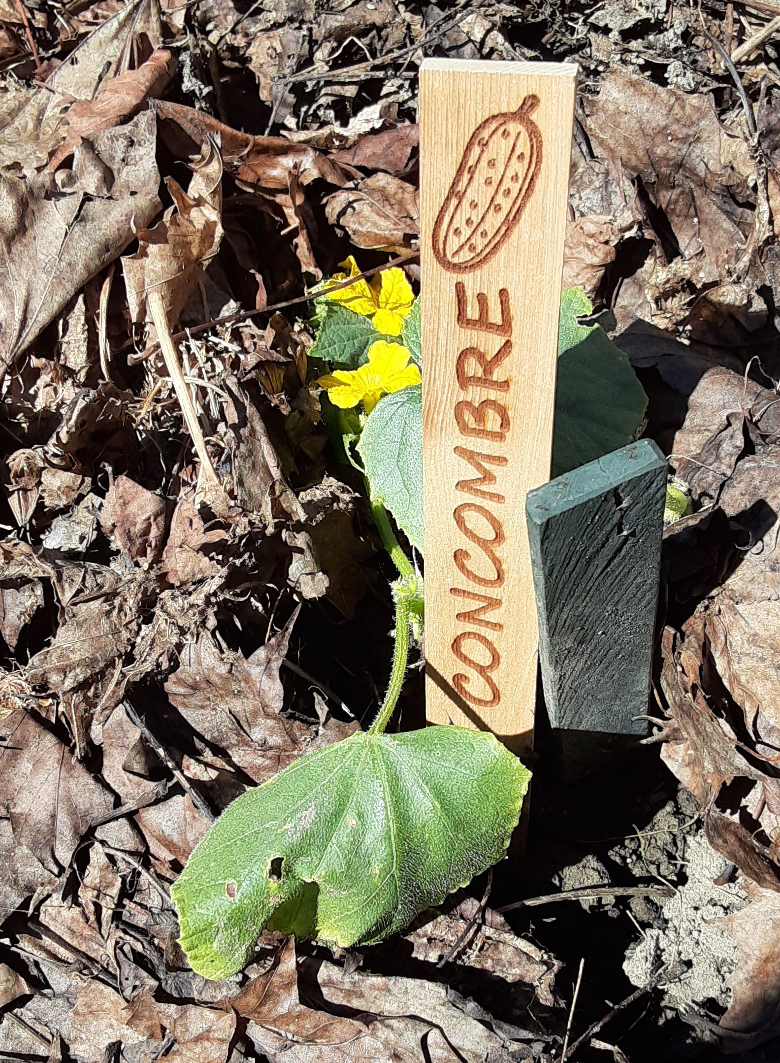 kit de 8 étiquettes de jardin en bois – Image 8