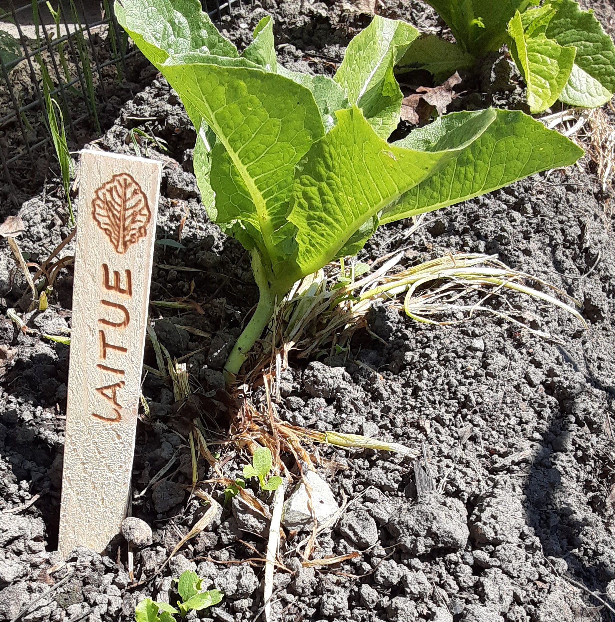 kit de 8 étiquettes de jardin en bois – Image 4