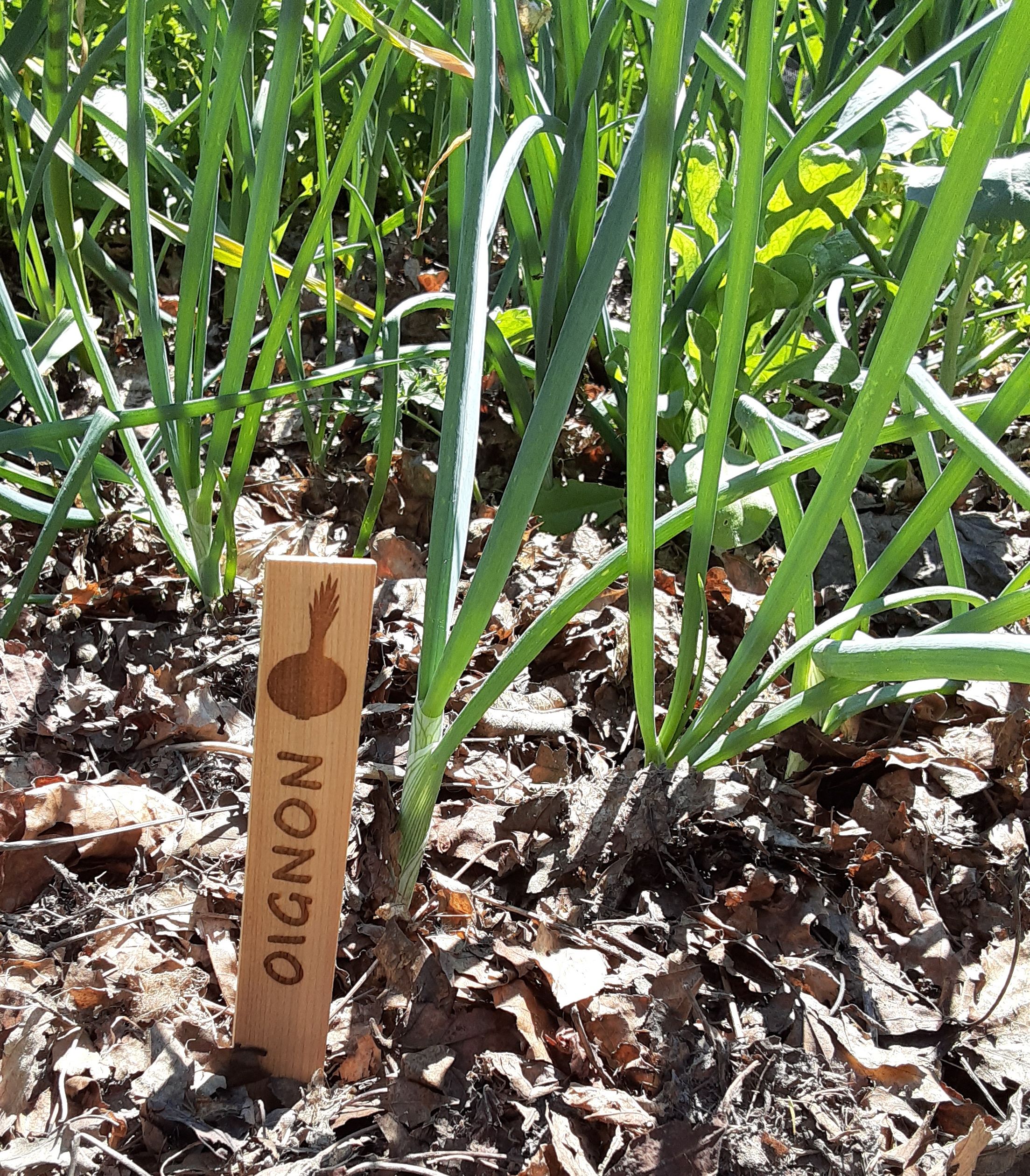 kit de 8 étiquettes de jardin en bois – Image 5