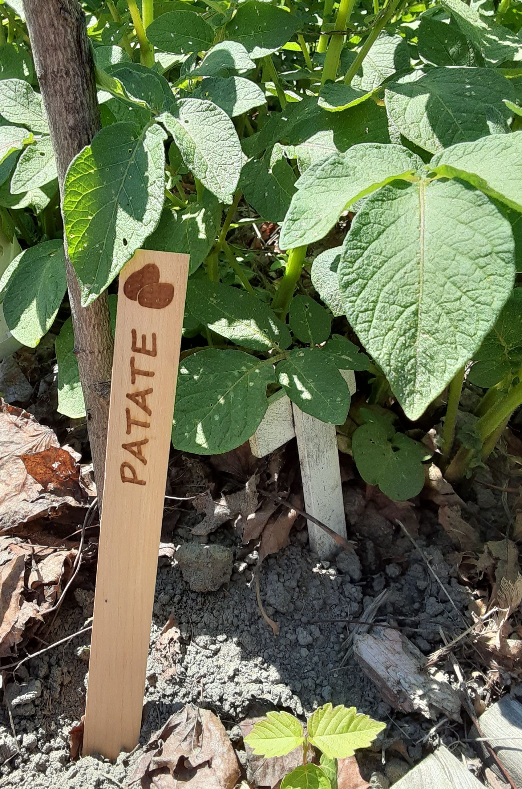 kit de 8 étiquettes de jardin en bois – Image 6
